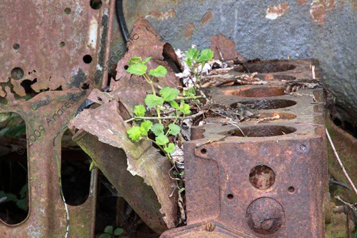 Autofriedhof Schrottplatz 