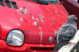 Vogelkot auf dem Autolack