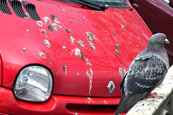 Vogelkot auf dem Autolack