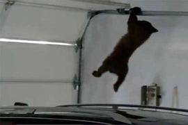 Video: Bärenjunges in Garage ertappt