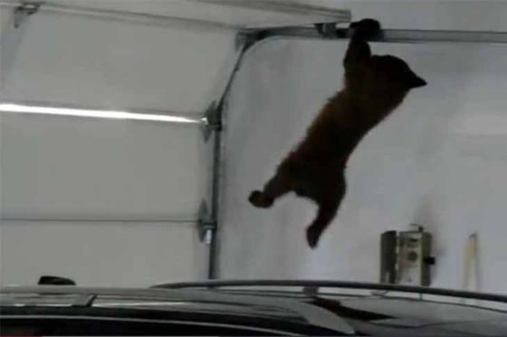 Video: Bärenjunges in Garage ertappt