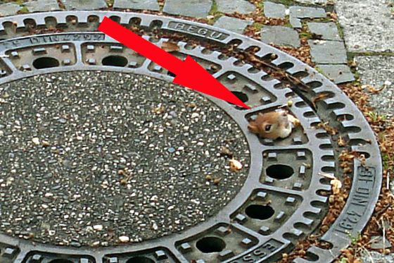 Gefangen im Gullideckel