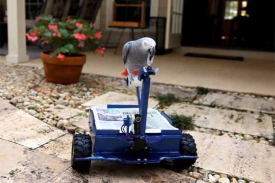 Video: Roboter für Papagei