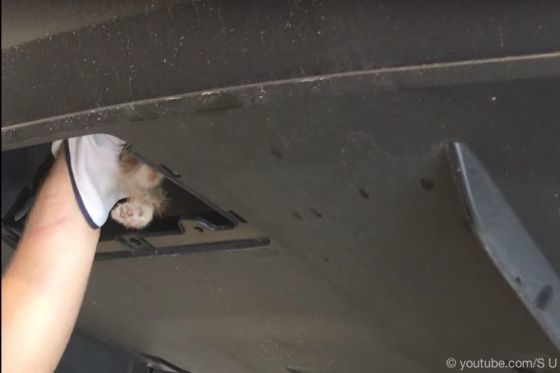 Katze im Tesla Model X