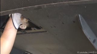 Katzenrettung aus einem Model X