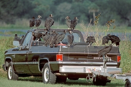 Geier zerpflücken Truck