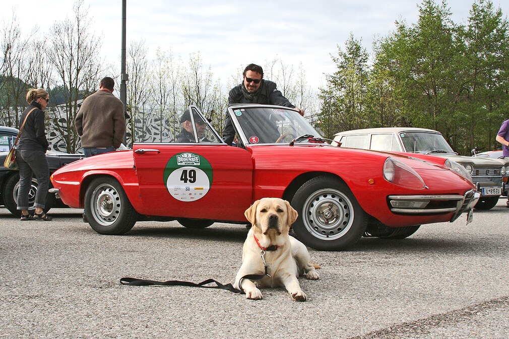 15 Mr. Adam (Vierbeiner) thront lieber auf dem Fahrersitz des Alfa, musste den Platz aber kurz vor Start räumen.