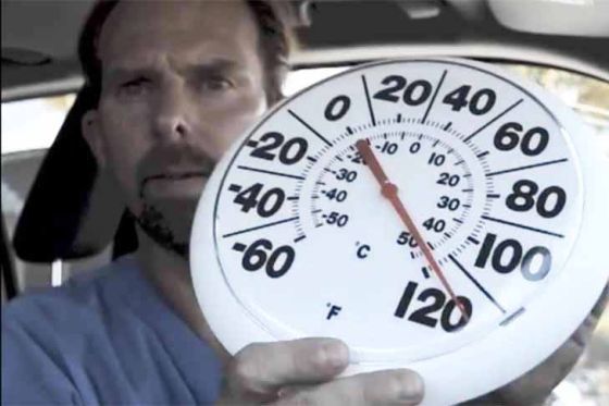 Warnung: Tiere im Sommer nicht im Auto lassen!