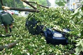 BGH-Urteil: Baum gegen Auto