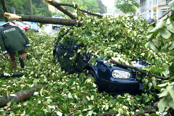 BGH-Urteil: Baum gegen Auto