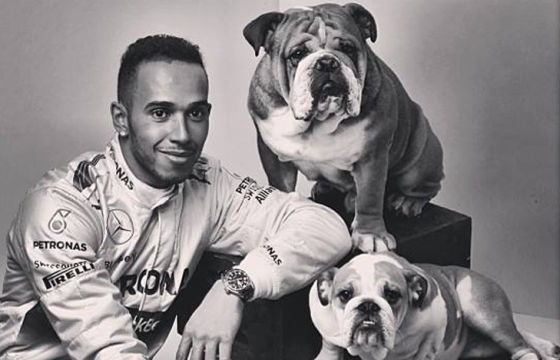 Hamilton & seine Hunde