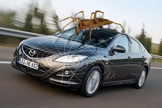 Montage Cars for PETA