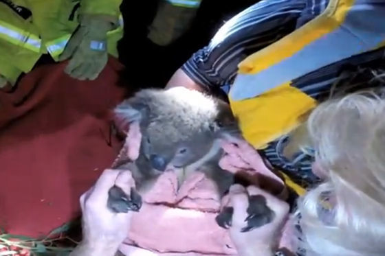 Koala-Bär nach der Rettung durch die australische Feuerwehr