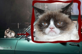 Opel: Kalender mit Grumpy Cat