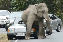 Elefant auf Mercedes