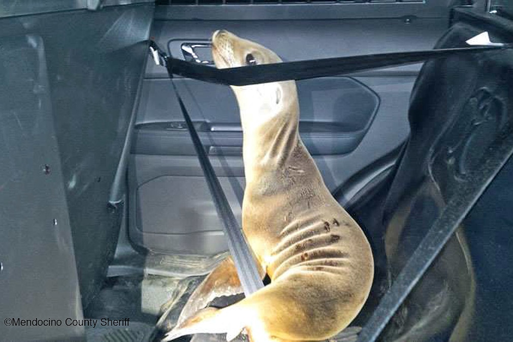 Verirrter Seelöwe fährt im Streifenwagen zum Ozean