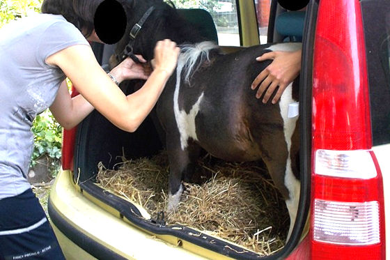 Pony fährt Panda