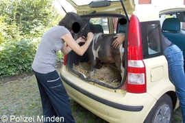 Ponytransport im Kleinwagen