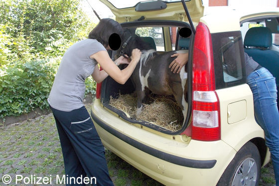 Ponytransport im Kleinwagen