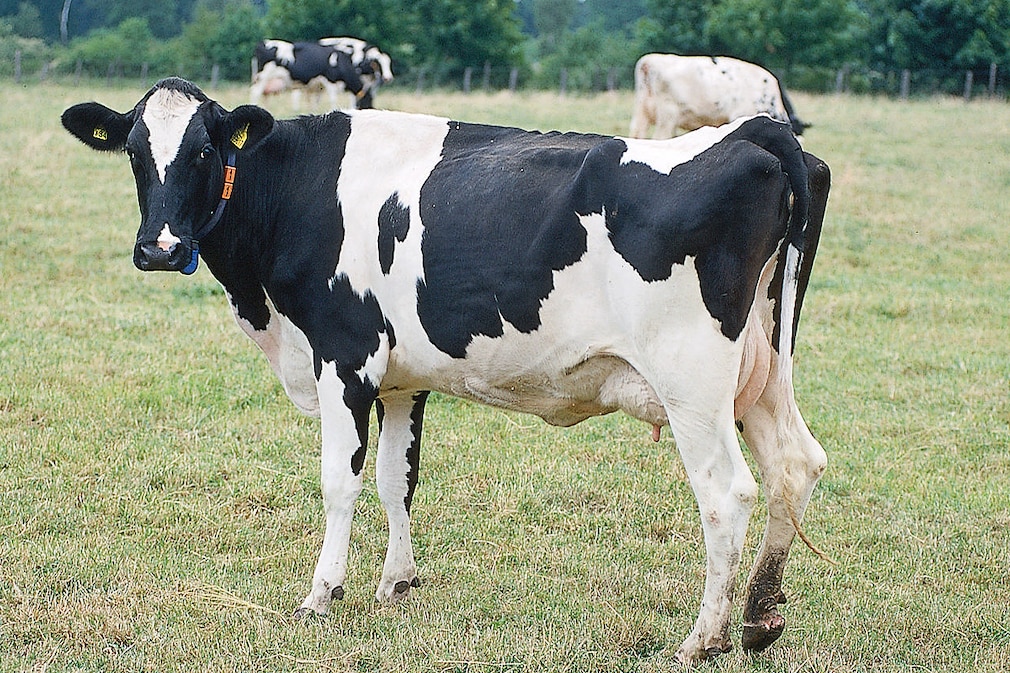 Gas-Produzent Kuh
