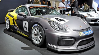 Dieser Cayman will nur spielen