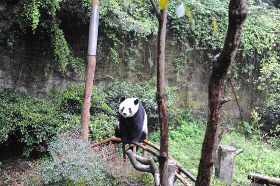 Mit dem Focus in Chongqing