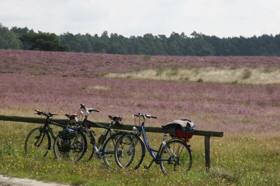 Lüneburger Heide.