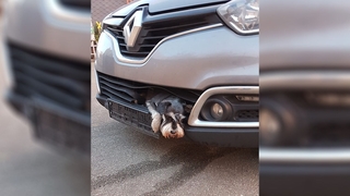 Unfall: Hund steckt in Auto fest