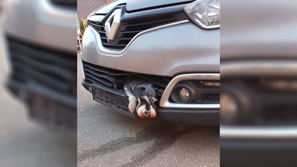 Unfall: Hund steckt in Auto fest Unfall: Hund steckt in Auto fest