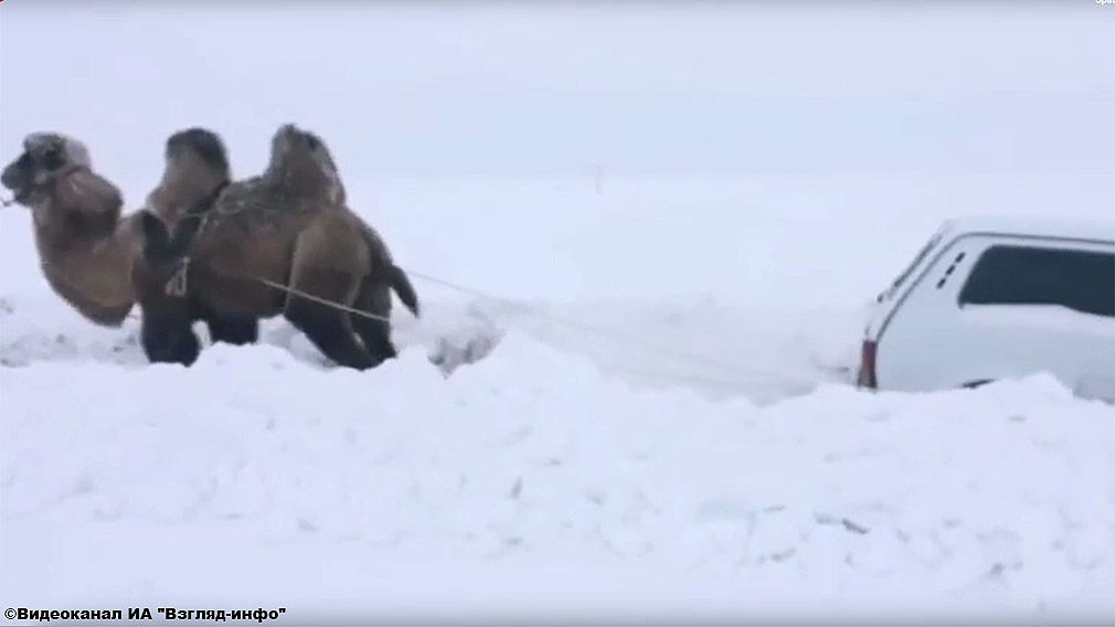 Kurios: Kamel rettet Lada aus dem Schnee
