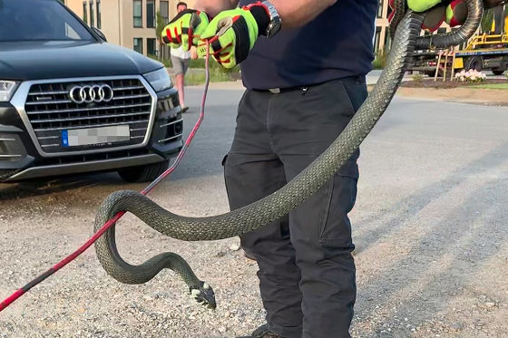Schlangenjagd im Audi A6