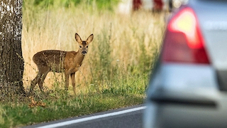 Kfz-Versicherung: Erweiterte Wildschadenklausel