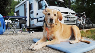 Camping mit Hund: Zubehör für Hunde