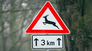 Verkehrsschild Wildwechsel