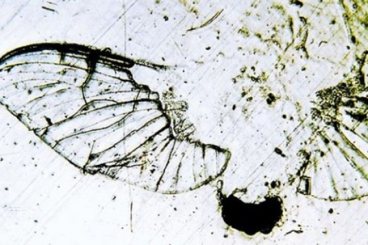 Insektenentferner im Test