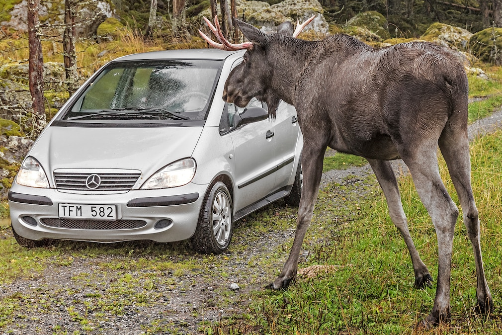 Mercedes A-Klasse (W 168) stehend schräg von vorn mit Elch.