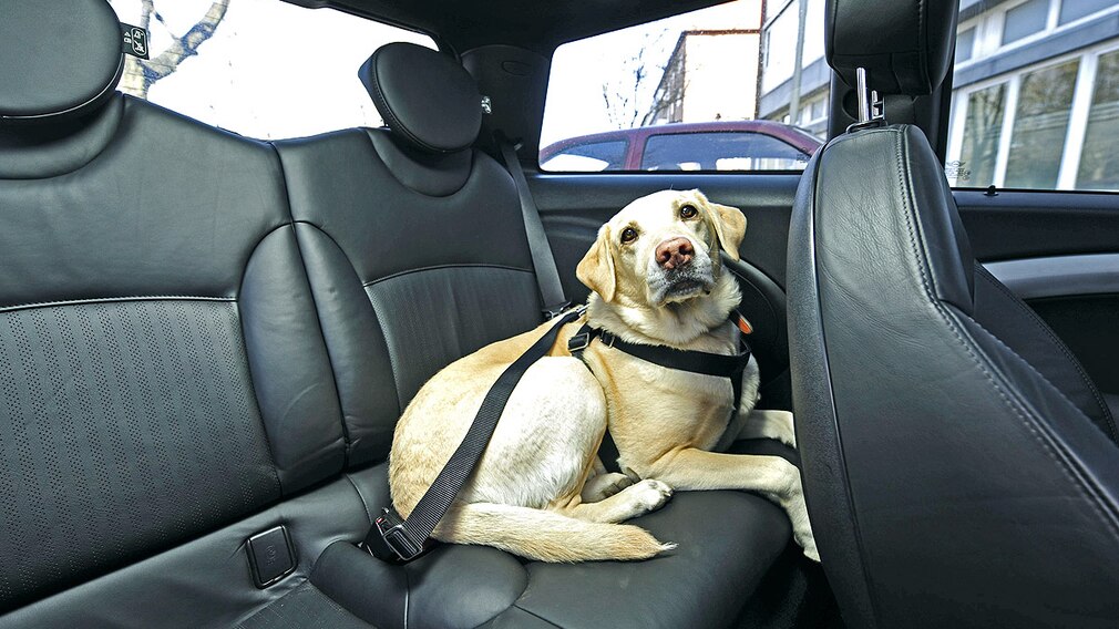Hier macht Wuffi platz