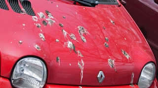 Vogelkot auf dem Auto