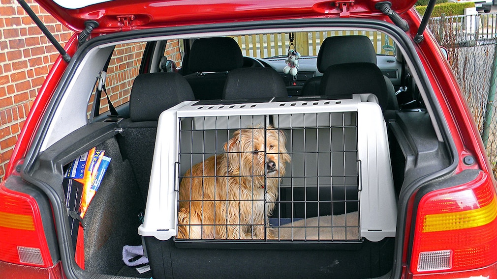 Hunde im Auto mitführen: Darauf muss man achten - AUTO BILD