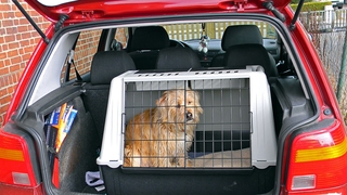Hier macht Wuffi platz
