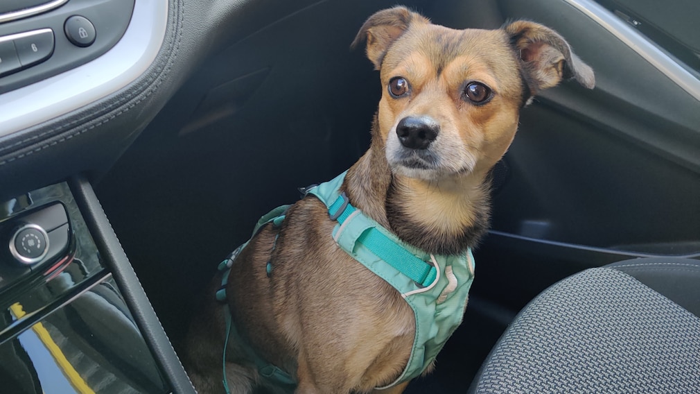 Autofahrt ins Ausland mit Haustier