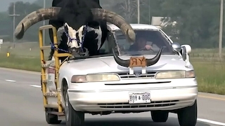 Bulle in Ford Crown Victoria
