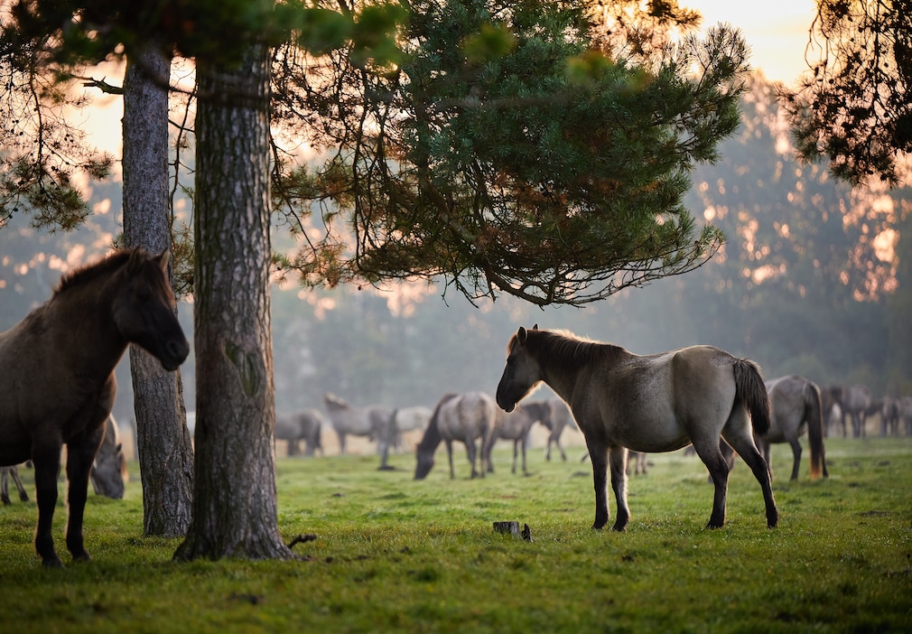 Dülmener Wildpferde