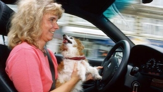 Hundetransport im Auto
