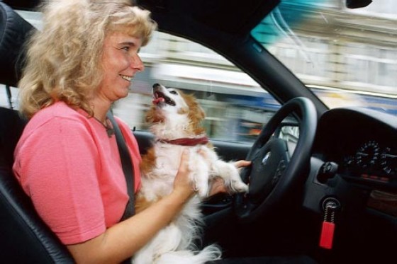 Hundetransport im Auto