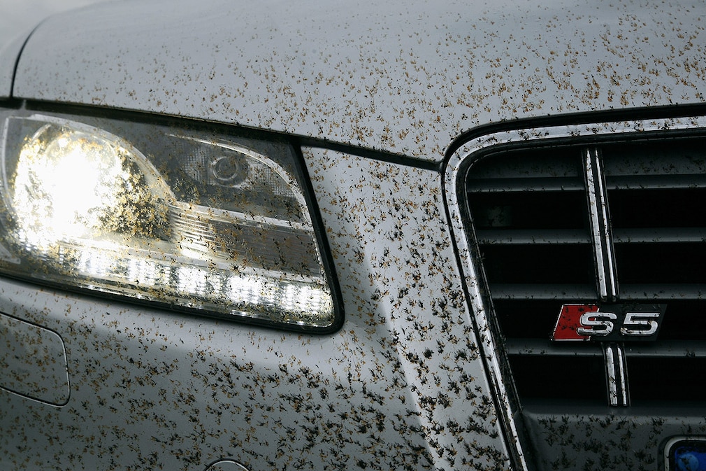 Insekten auf der Motorhaube