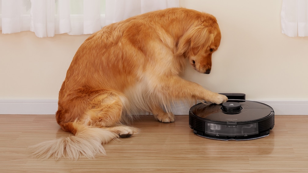 Wohnraum: Ein Hund greift mit seiner Tatze nach einem Wischroboter.