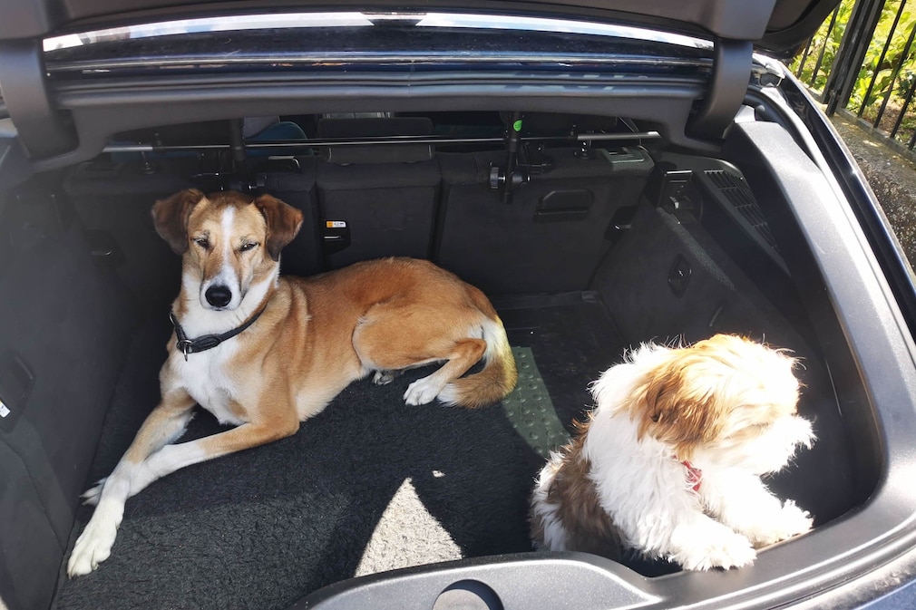 Familienhund Paco (l.) mit einem Hundefreund im Kofferraum