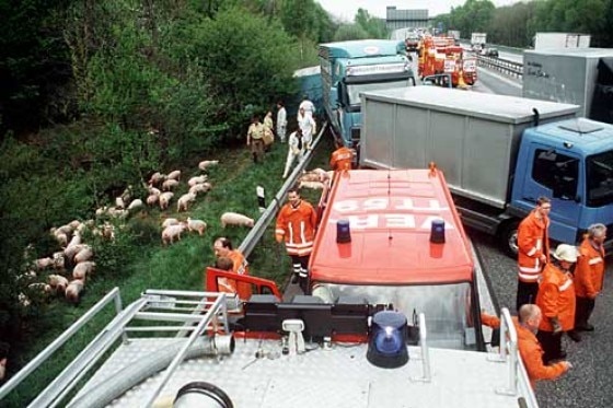Schweinetransporter legte Autobahn lahm