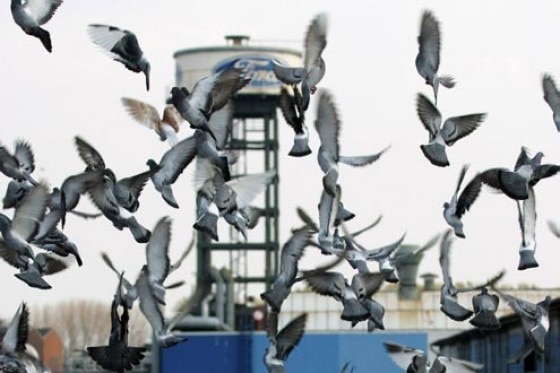 Taubenalarm bei Ford